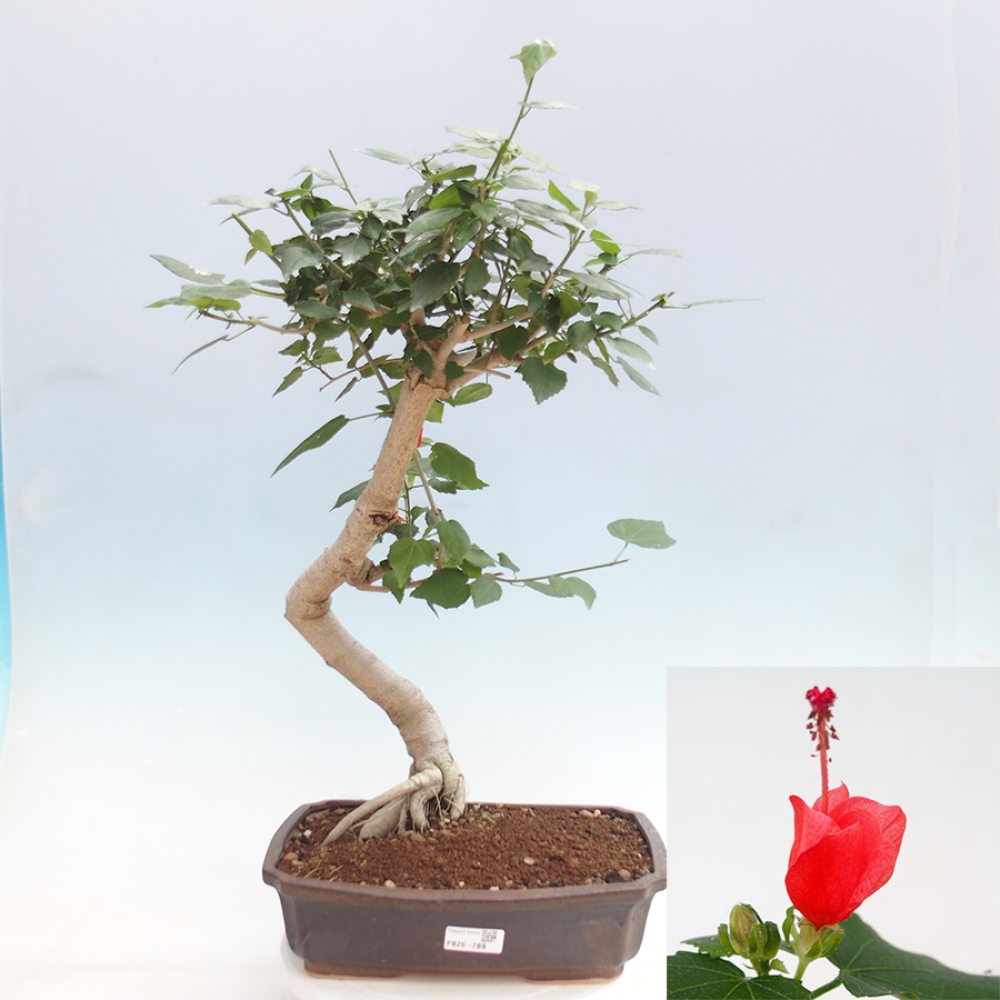 Bonsai voor binnen - Malvaviscus arboreus
