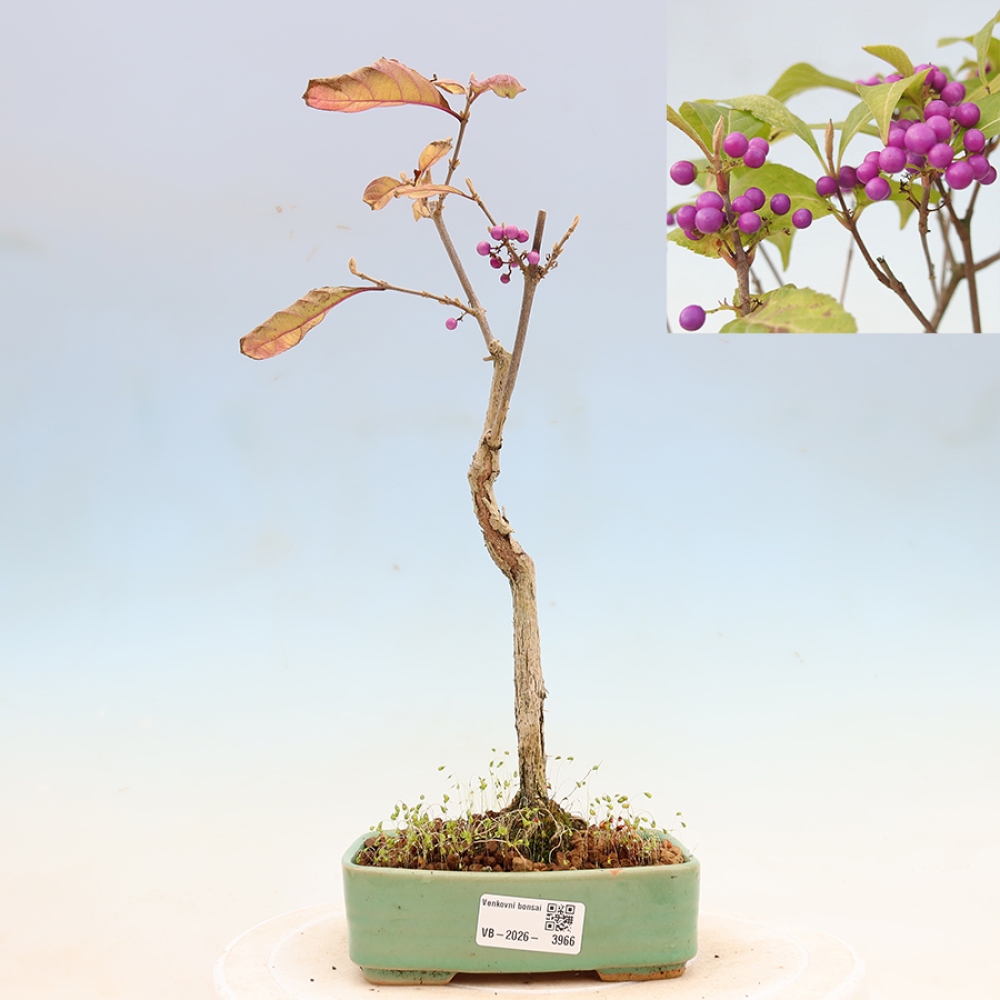 Bonsai voor buiten - Callicarpa bodinierova profusion