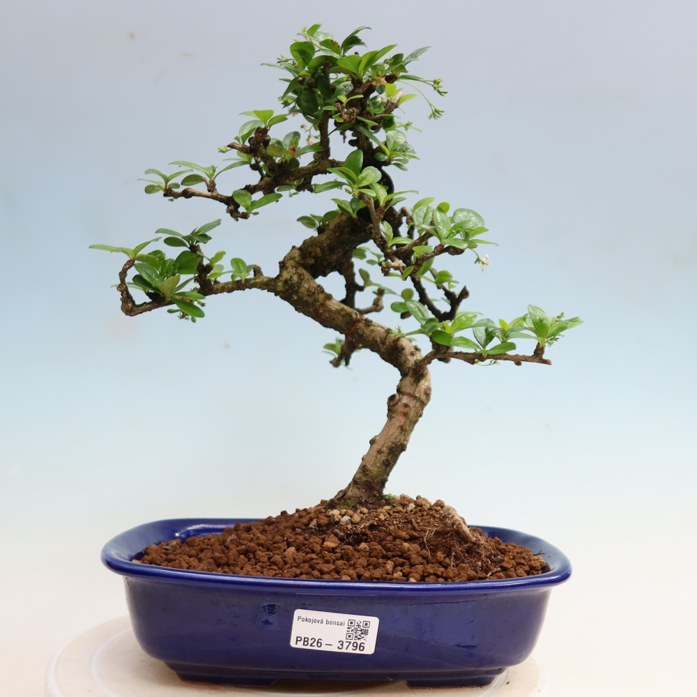 Kamerbonsai - Carmona macrophylla - Thee fuki