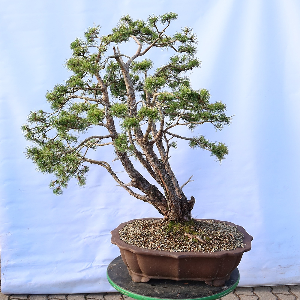 Pinus sylvestris Spanje - grove den