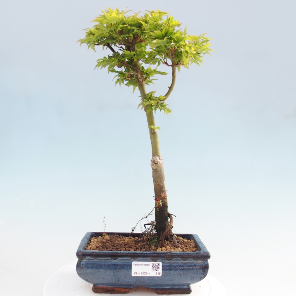 Bonsai voor buiten -Javor palm Acer palmatum Shishigashira