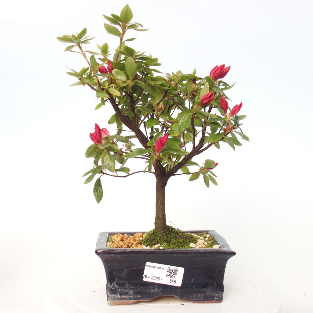 Bonsai voor buiten - Japanse azalea - Azalea sp.
