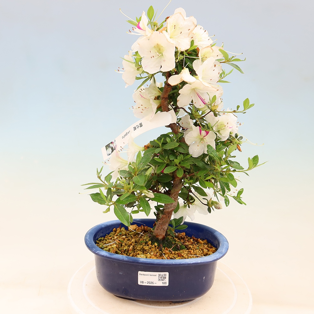Bonsai voor buiten - Japanse Azalea - Azalea Yukigesho