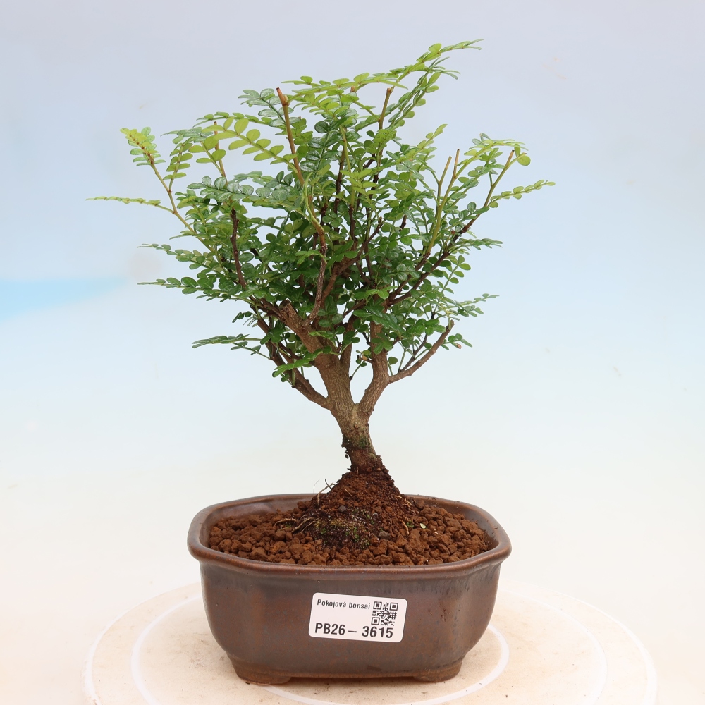 Kamerbonsai - Zantoxylum piperitum - peperboom