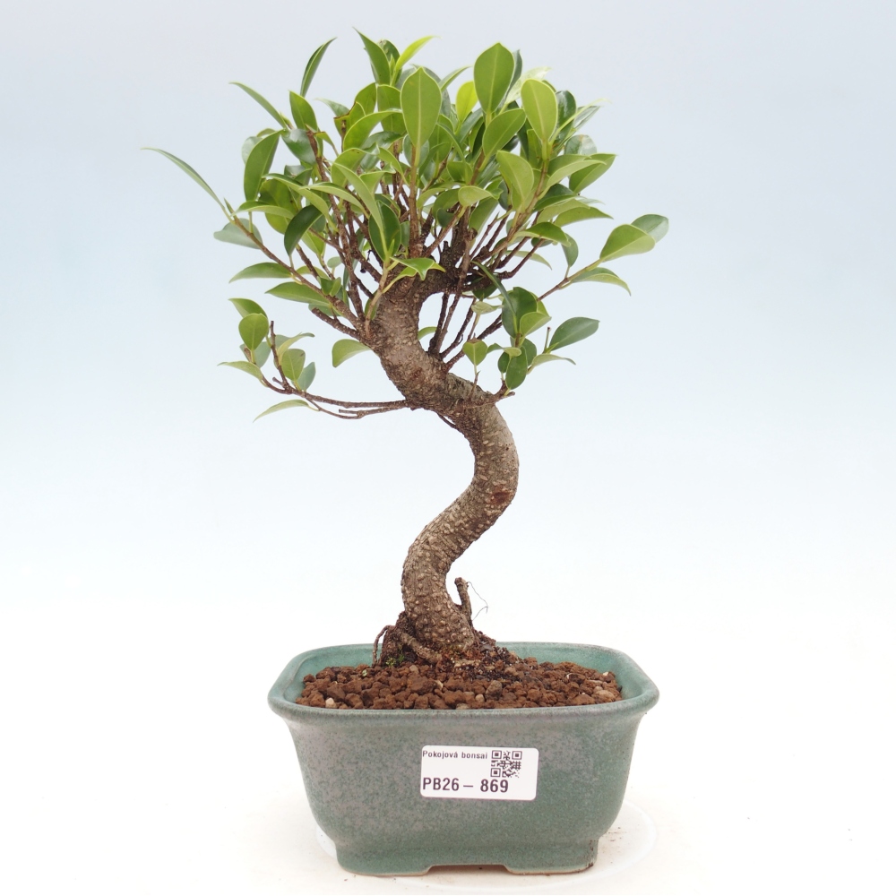 Kamerbonsai - Ficus retusa - kleinbladige ficus