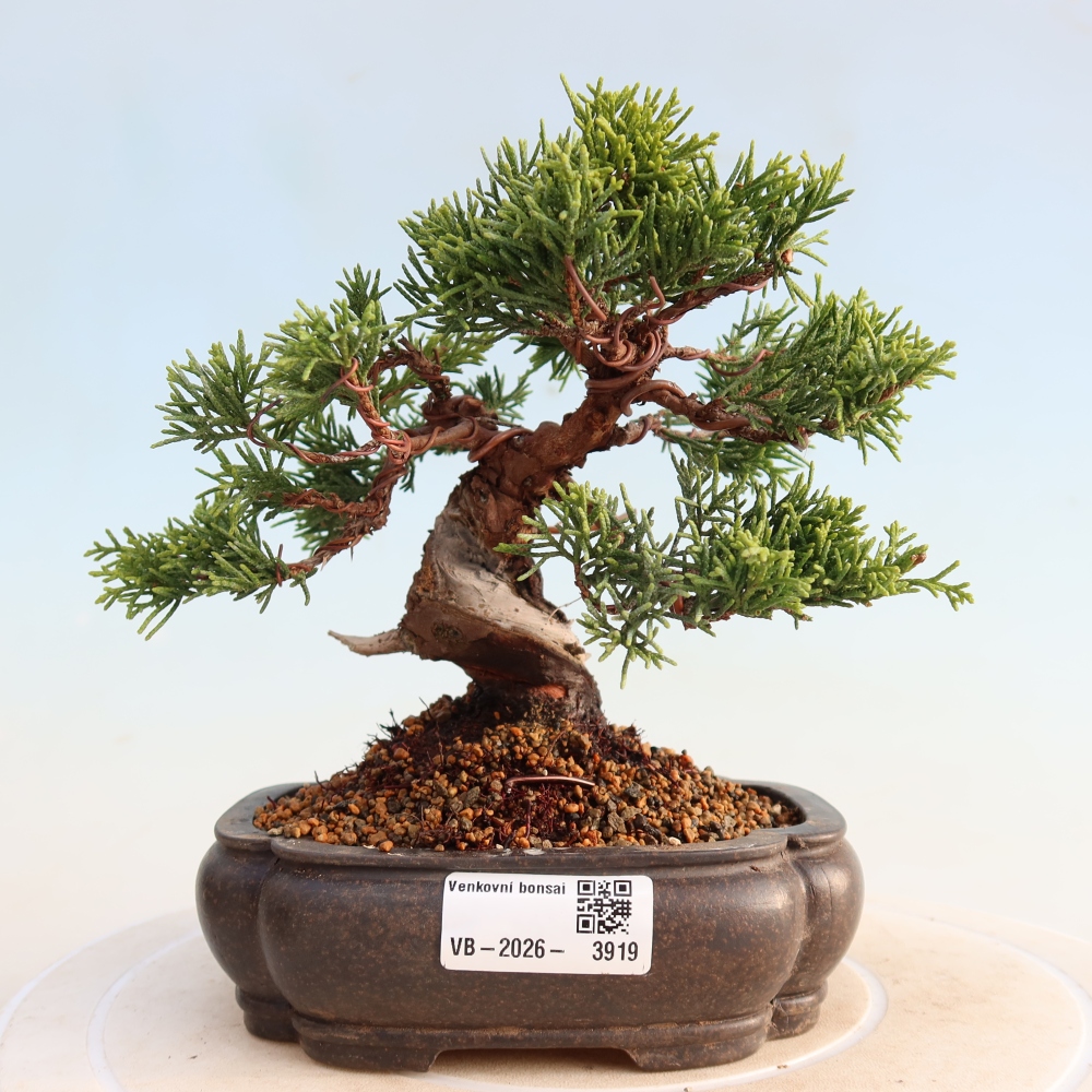 Bonsai voor buiten - Juniperus chinensis Itoigawa