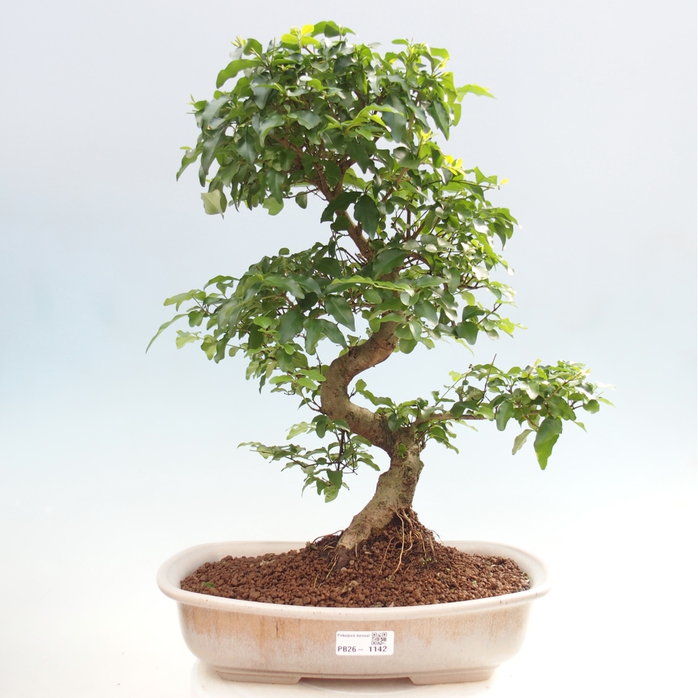 Kamerbonsai -Ligustrum chinensis - Vogelsnavel