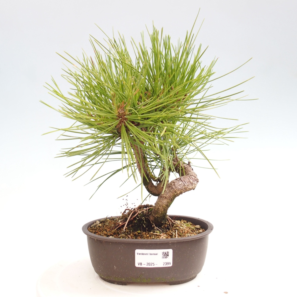 Bonsai voor buiten - Pinus thunbergii - Thunberg den