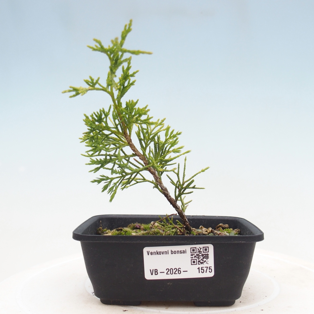 Bonsai voor buiten - Juniperus chinensis Itoigawa