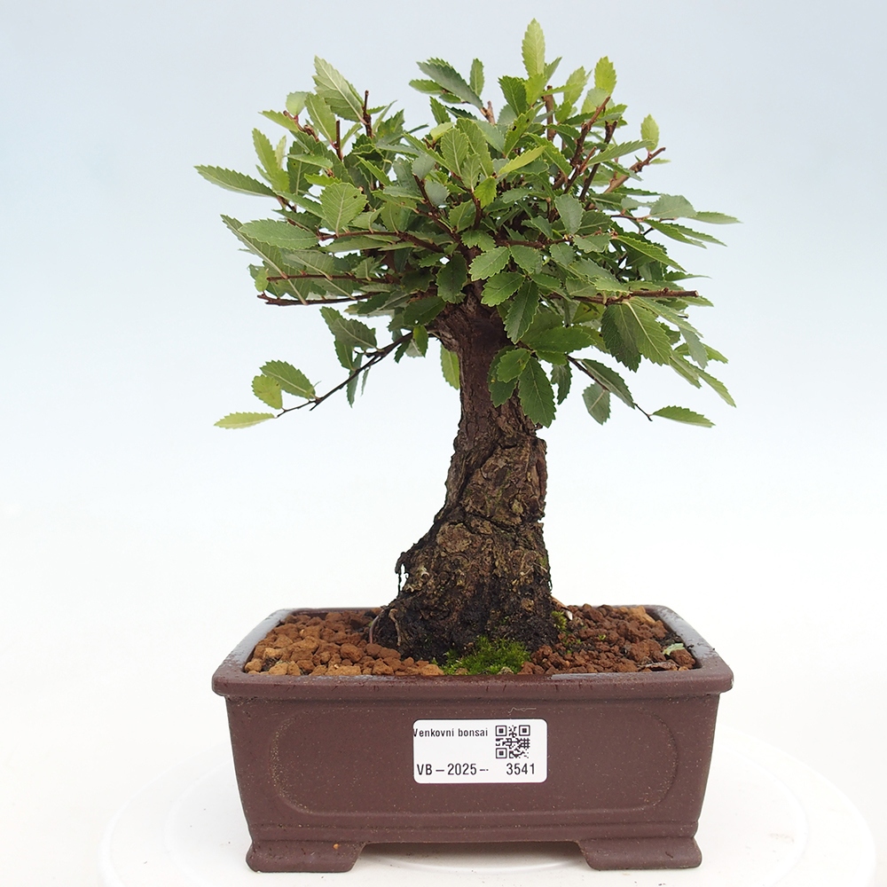 Bonsai voor buiten - Zelkova - Zelkova NIRE
