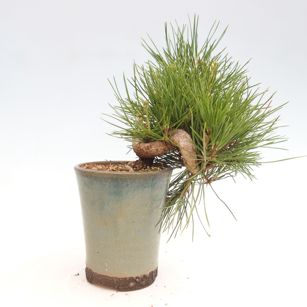 Bonsai voor buiten - Pinus thunbergii - Thunberg den
