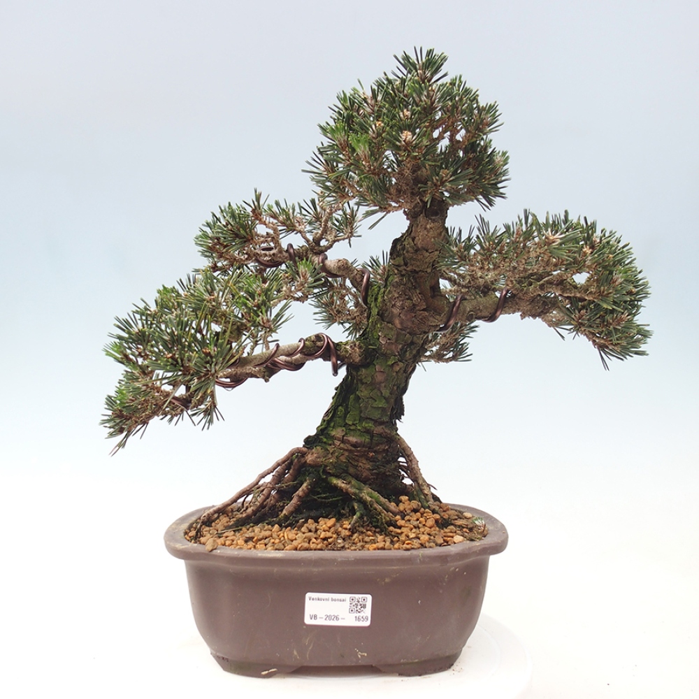 Bonsai voor buiten - Pinus thunbergii Kotobuki - Thunberg den