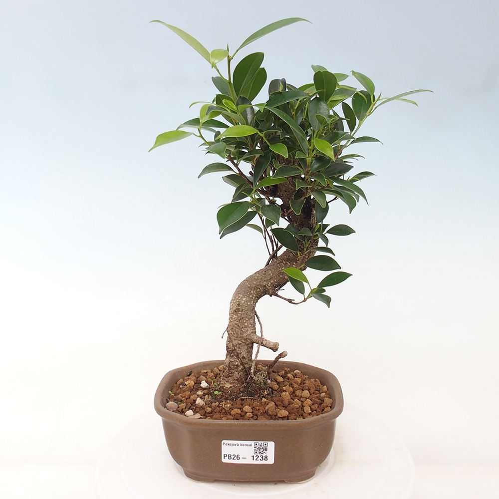 Kamerbonsai - Ficus retusa - kleinbladige ficus