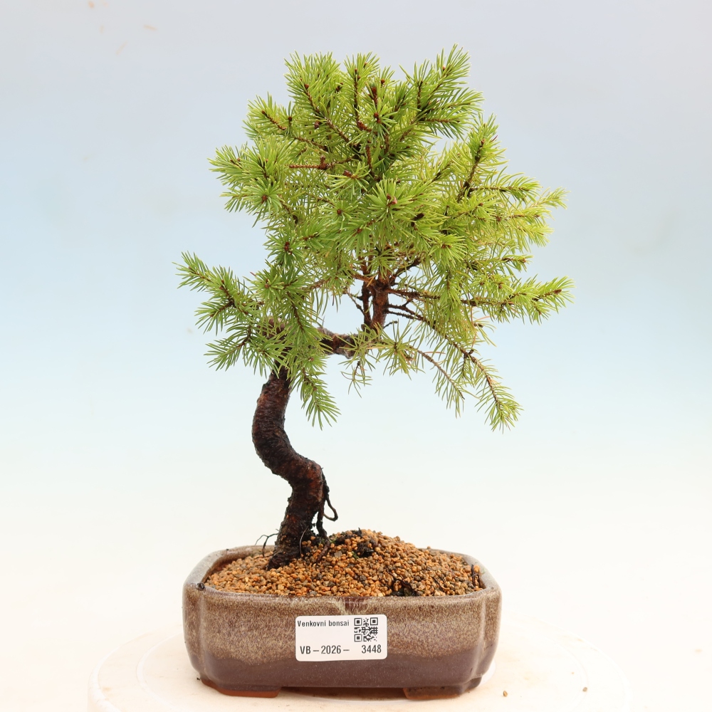 Buitenbonsai – Grijze spar – Picea glauca globe