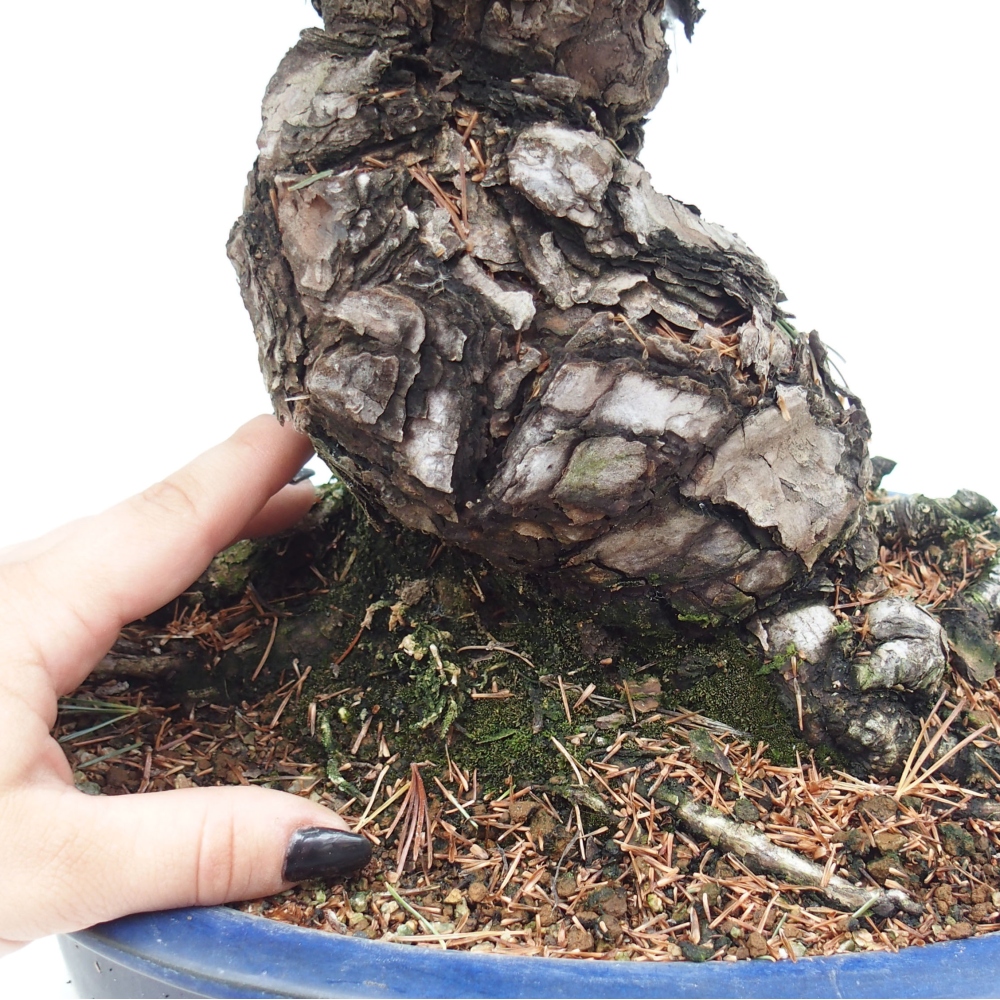 Bonsai voor buiten - Pinus parviflora - Pinus parviflora