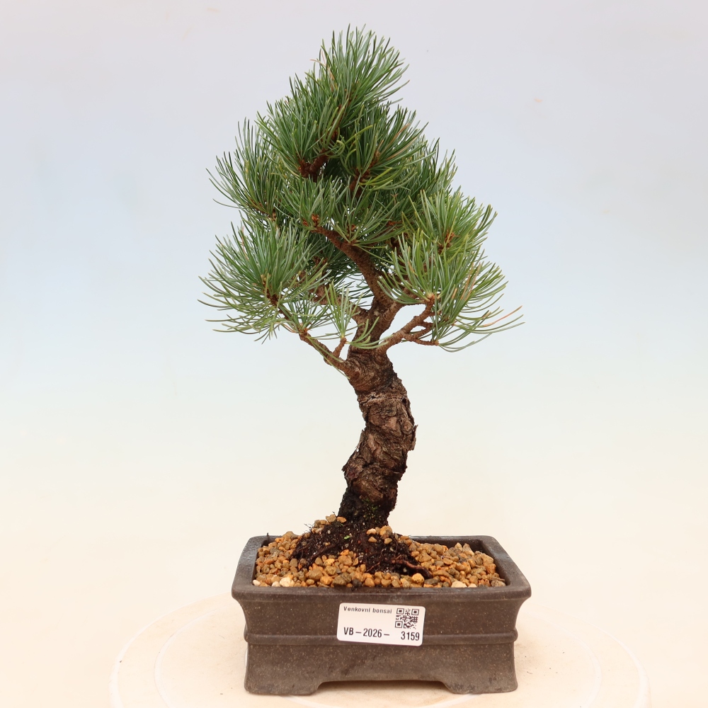 Bonsai voor buiten - Pinus parviflora - Pinus parviflora