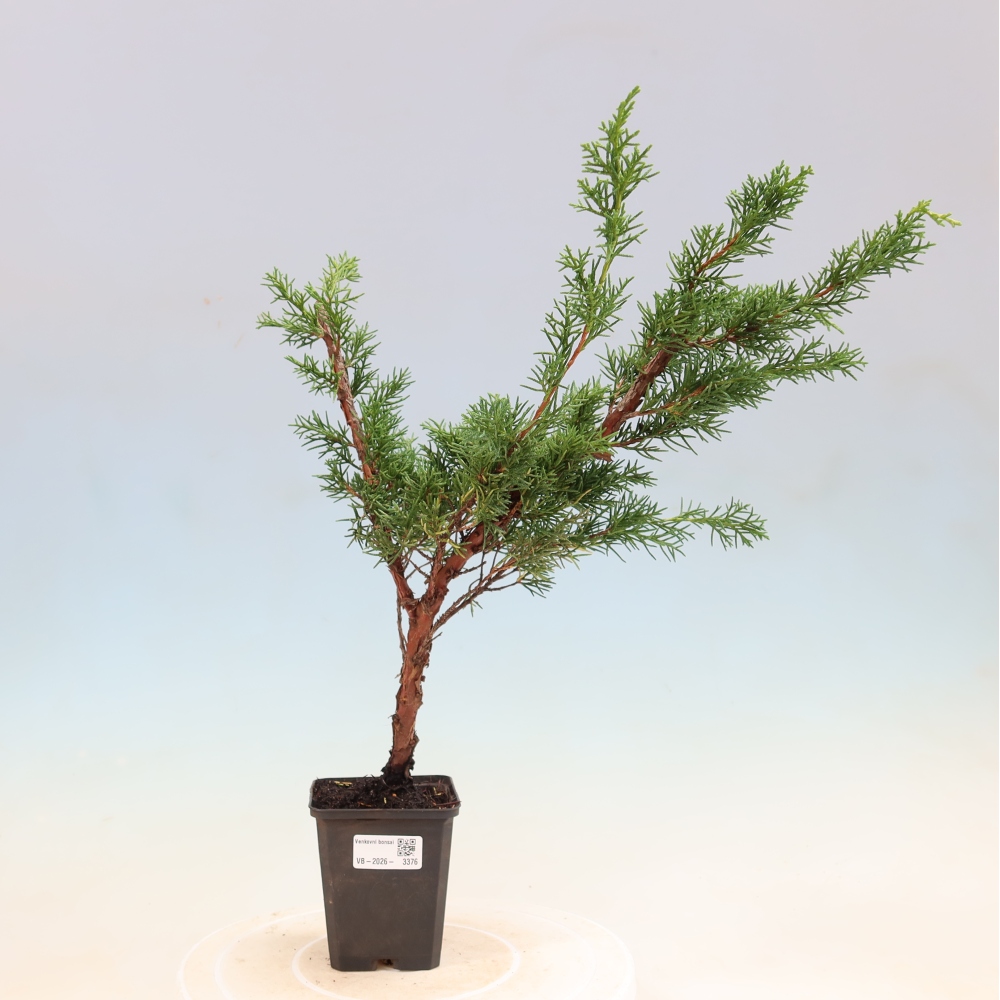 Bonsai voor buiten - Juniperus chinensis Kishu