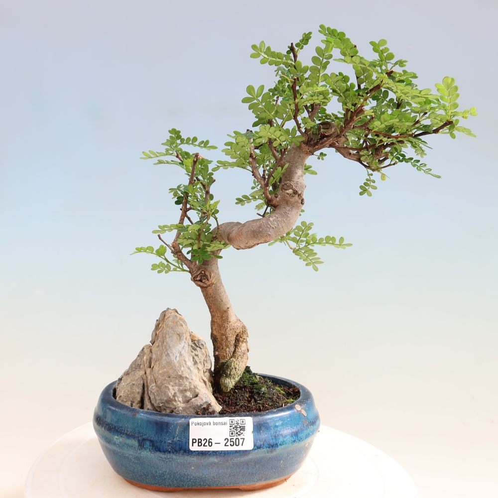 Kamerbonsai - Zantoxylum piperitum - peperboom