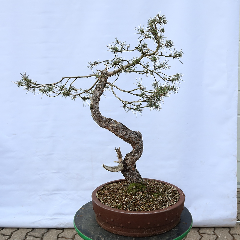 Pinus sylvestris Spanje - grove den