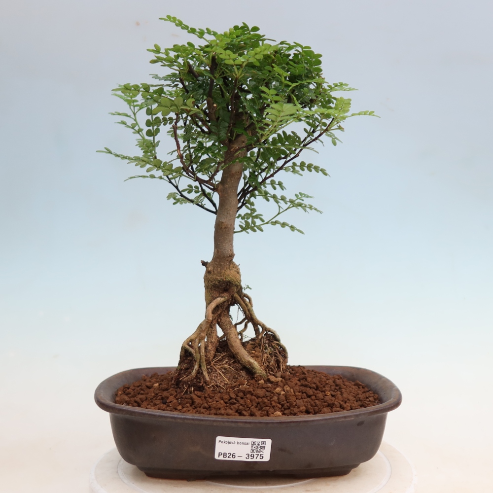 Kamerbonsai - Zantoxylum piperitum - peperboom