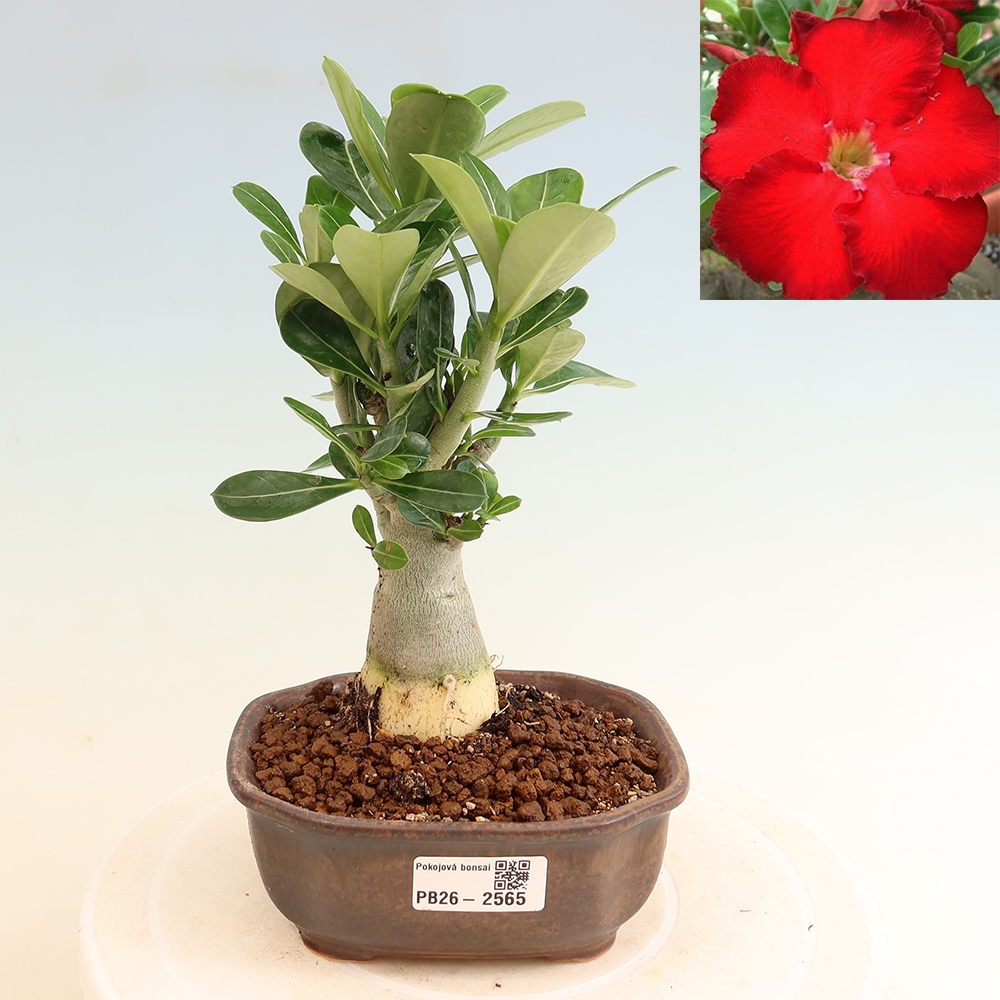 Kamerbonsai - Adenium obesum Red Star - Woestijnroos