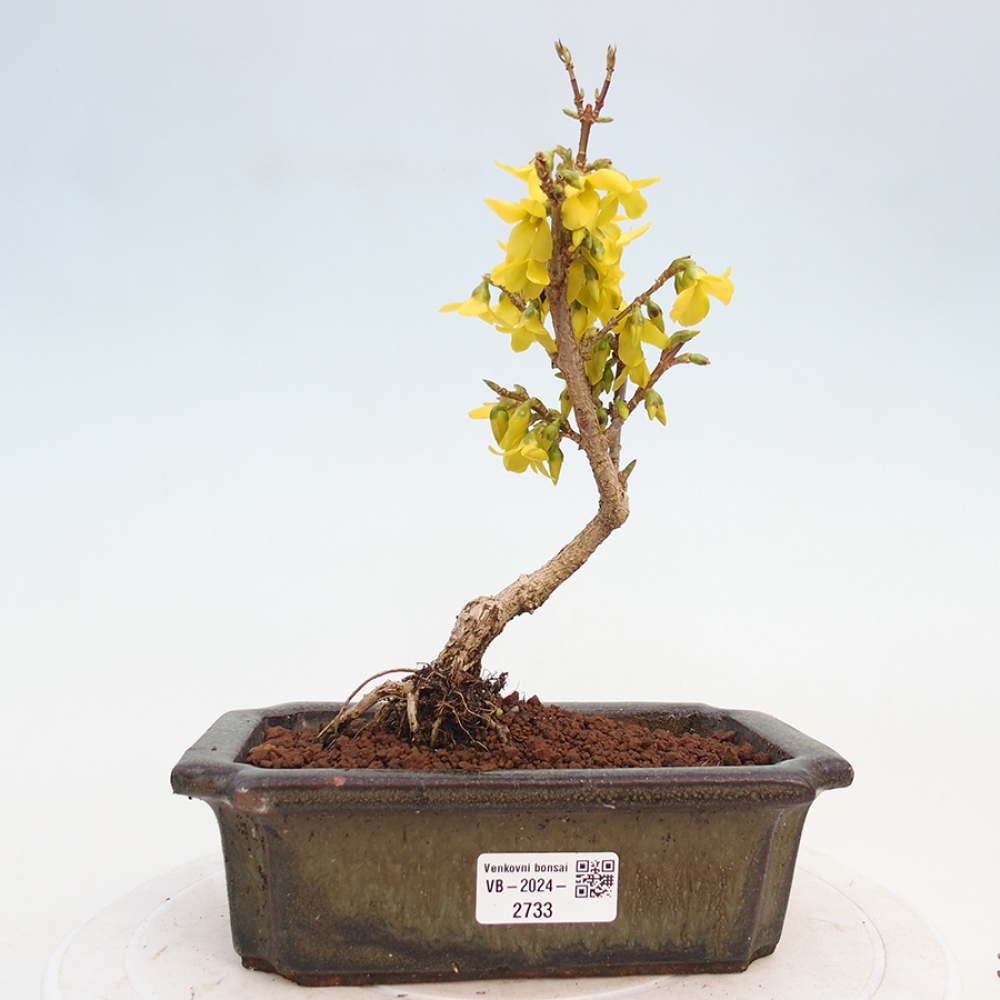 Bonsai voor buiten - Zlatice - Forsythia intermedia