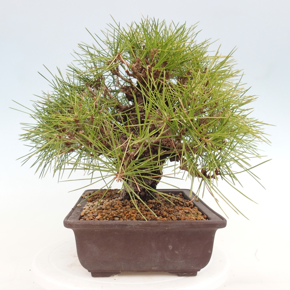 Bonsai voor buiten - Pinus thunbergii - Thunberg den