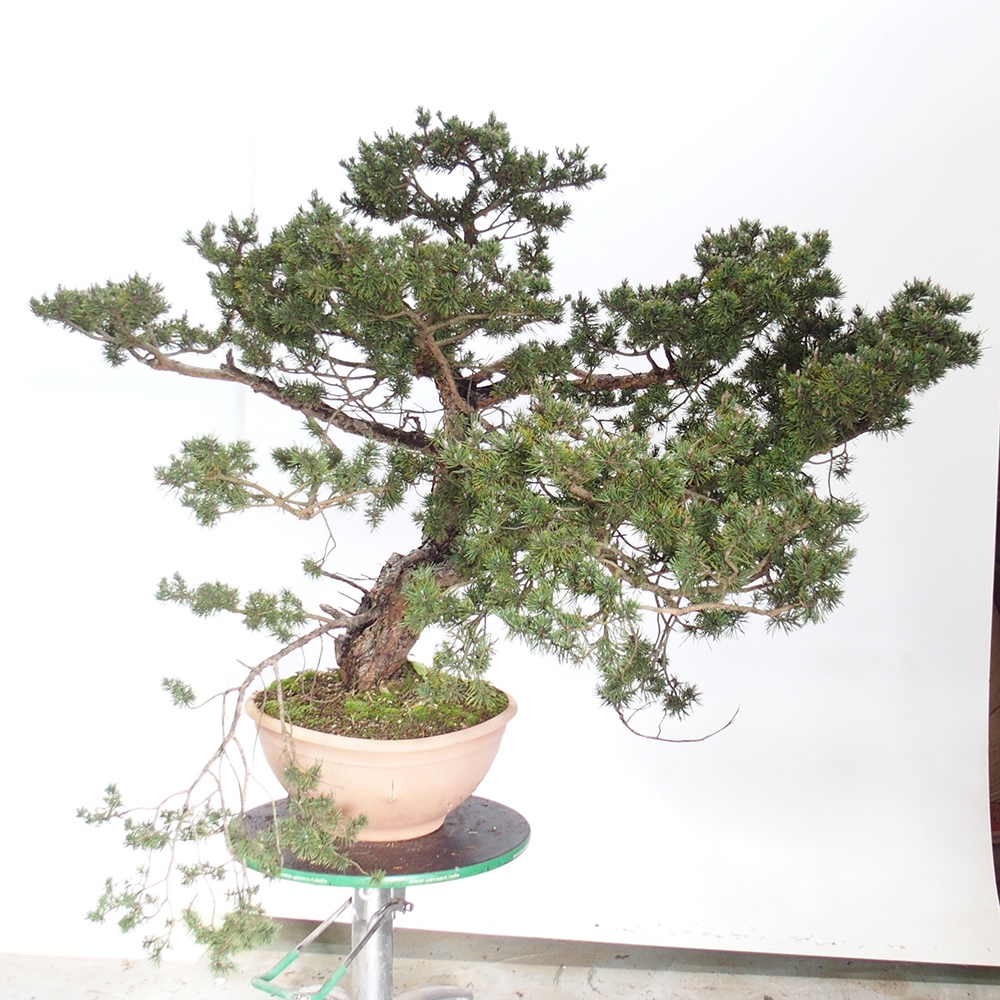 Yamadori - Pinus sylvestris Spanje