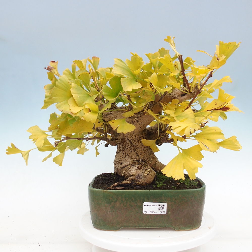 Bonsai voor buiten - Ginkgo biloba