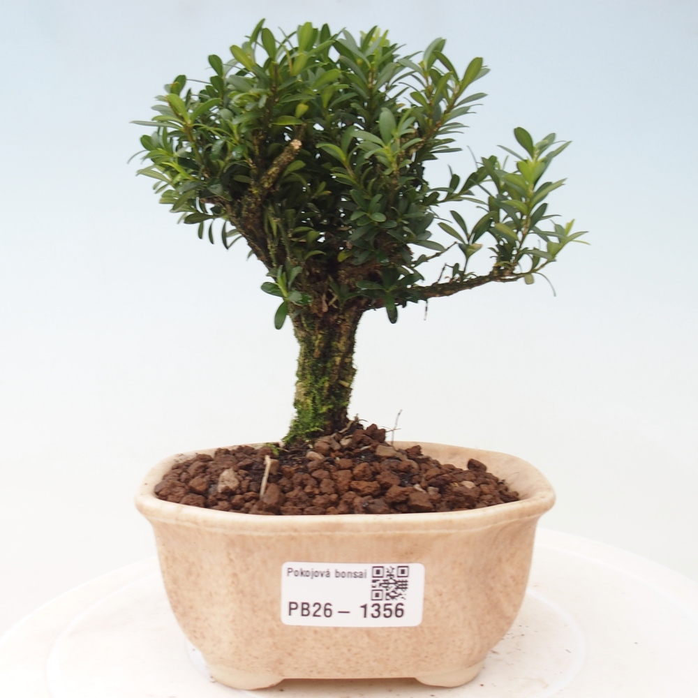 Kamerbonsai - Buxus harlandii - kurk buxus