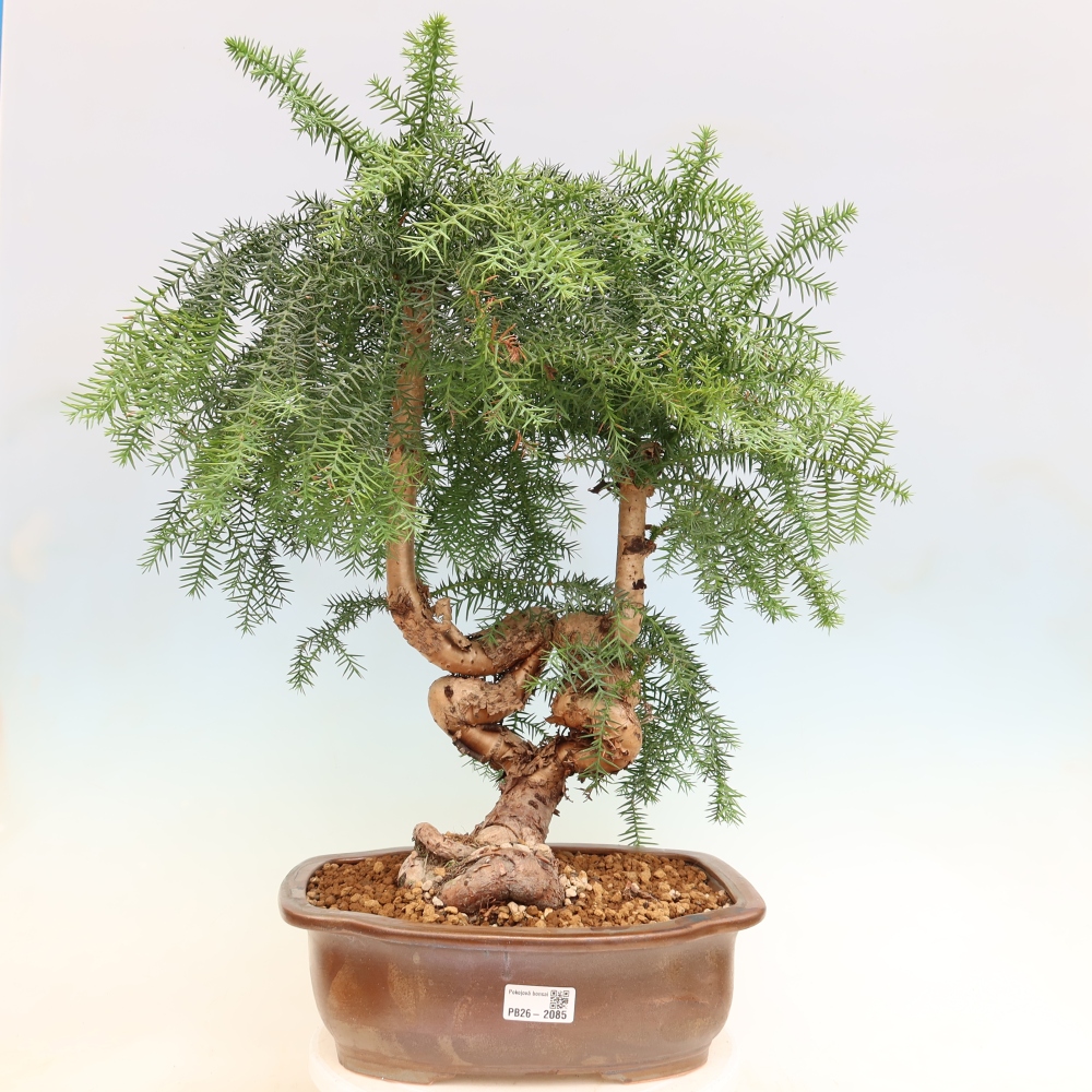 Kamerbonsai - Araucaria - kamer spar