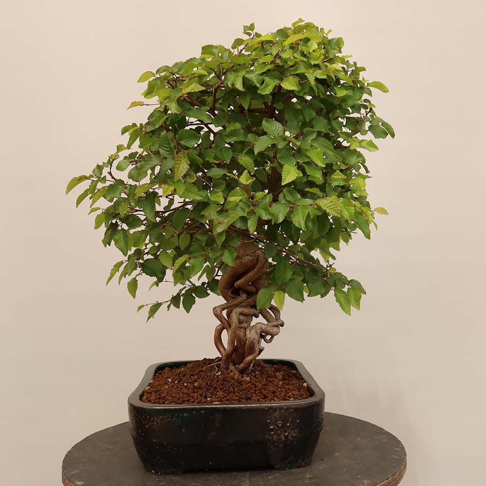 Bonsai voor buiten -Carpinus Coreana - Koreaanse haagbeuk