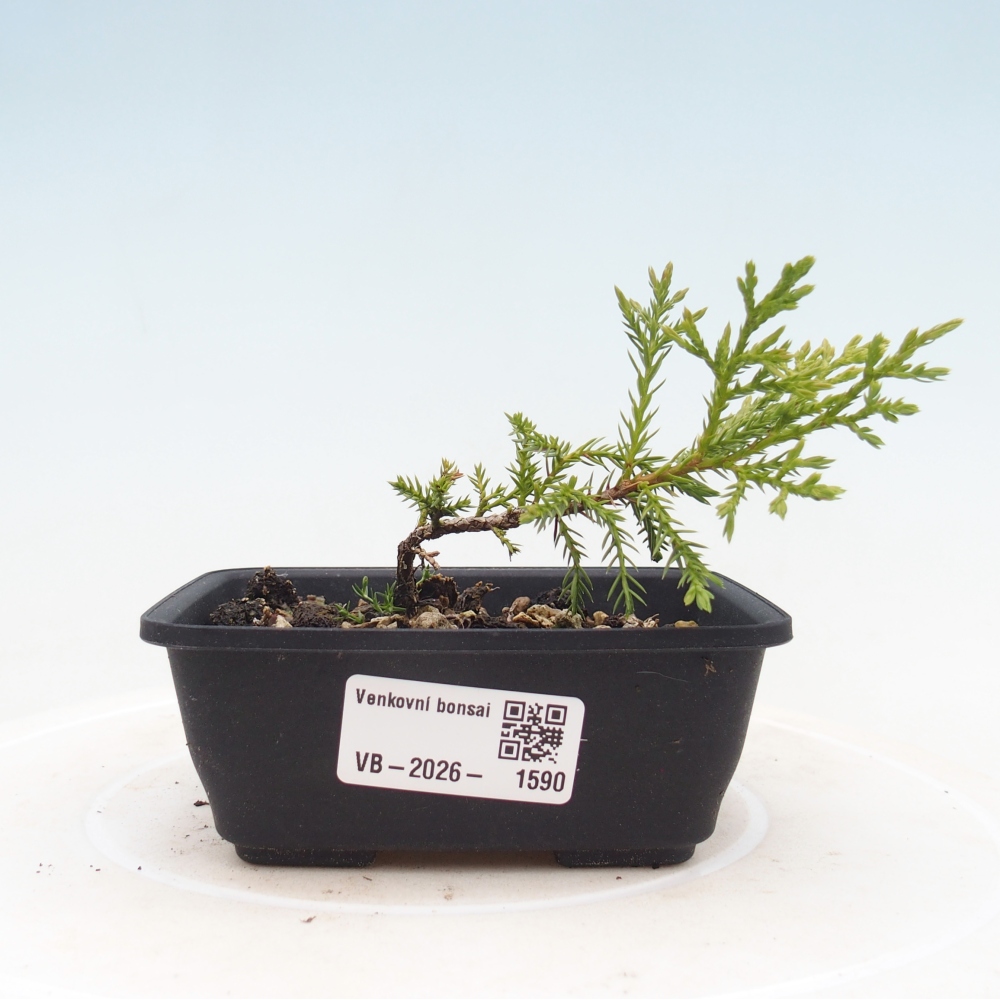 Bonsai voor buiten - Juniperus chinensis Itoigawa