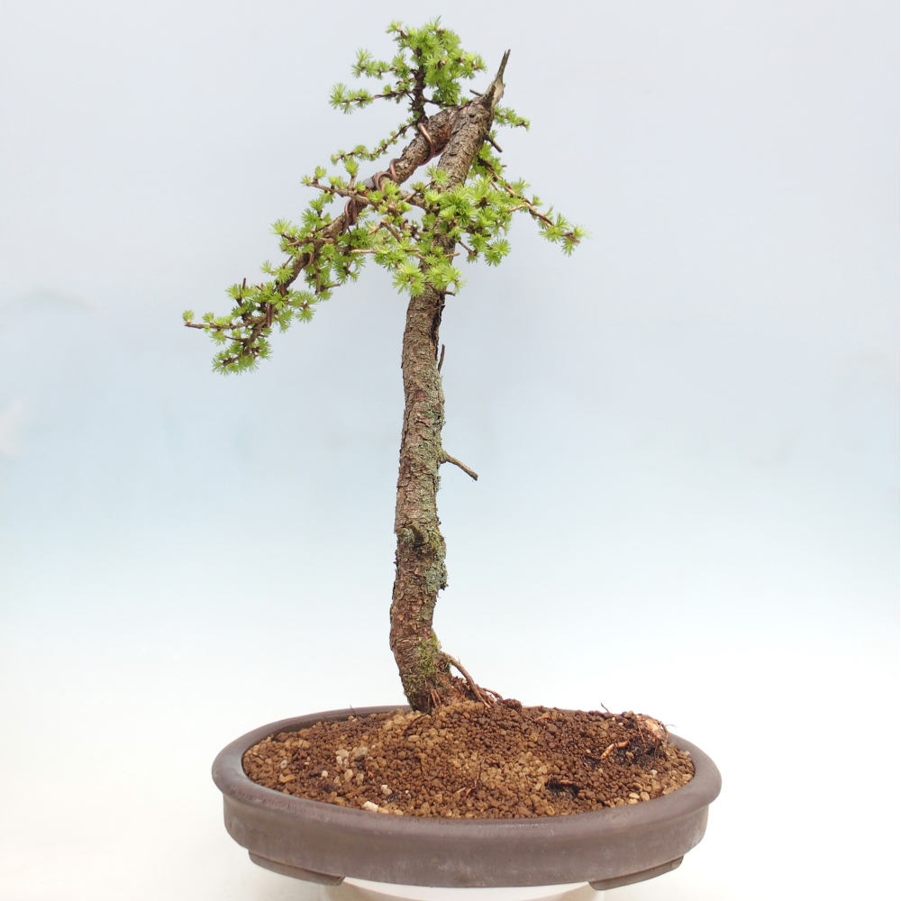 Bonsai voor buiten -Larix decidua - Lariks - Alleen palletvervoer