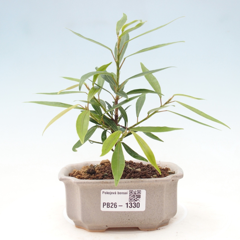 Kamerbonsai - Ficus nerifolia - kleinbladige ficus