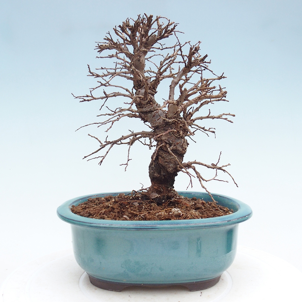 Bonsai voor buiten - Zelkova - Zelkova NIRE