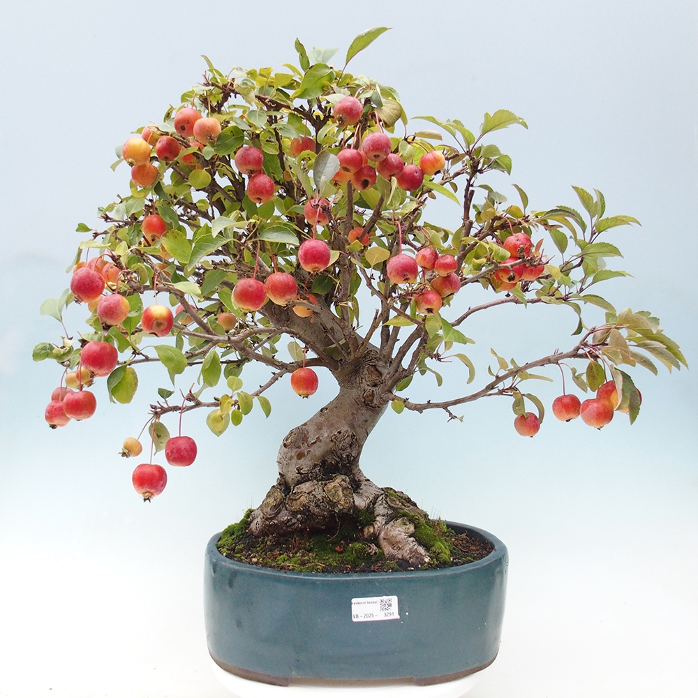 Bonsai voor buiten -Malus halliana - Appelboom met kleine vruchten