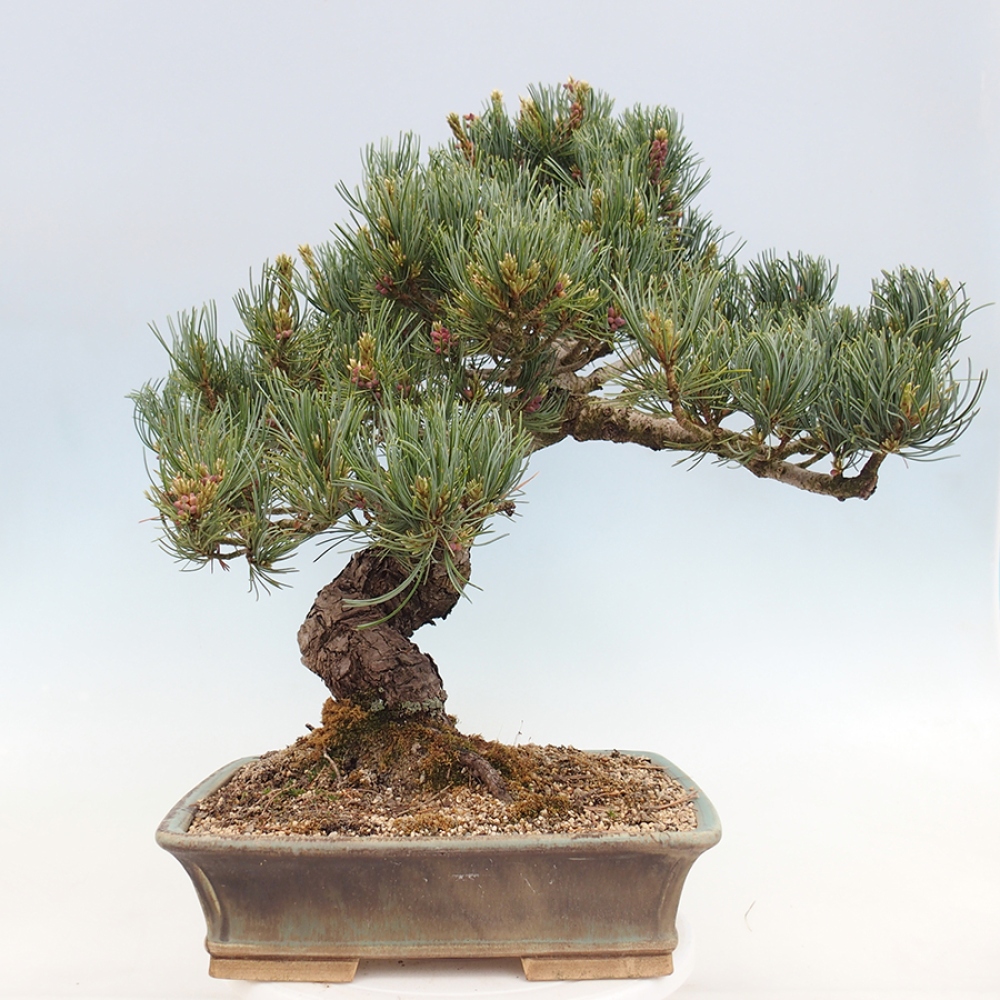Bonsai voor buiten - Pinus parviflora - Pinus parviflora
