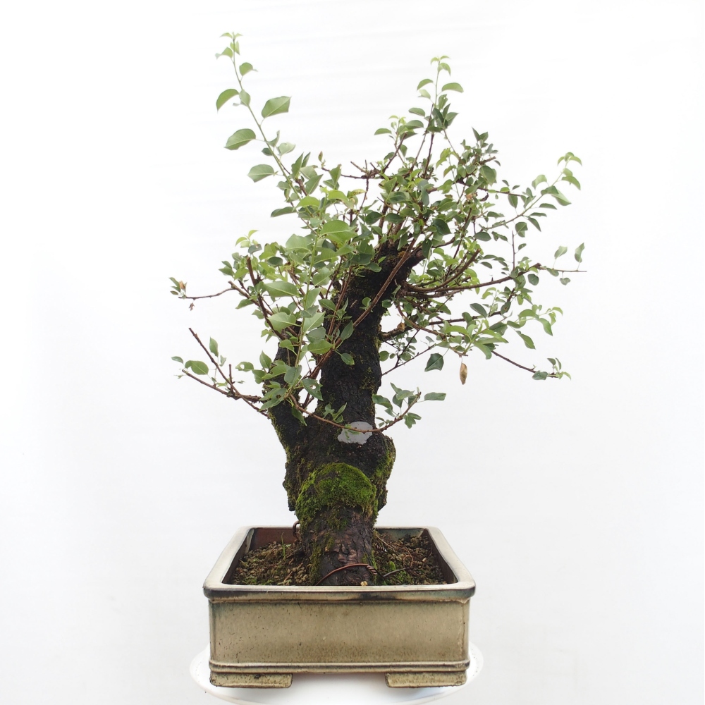 Bonsai voor buiten - Mahalebka - Prunus mahaleb