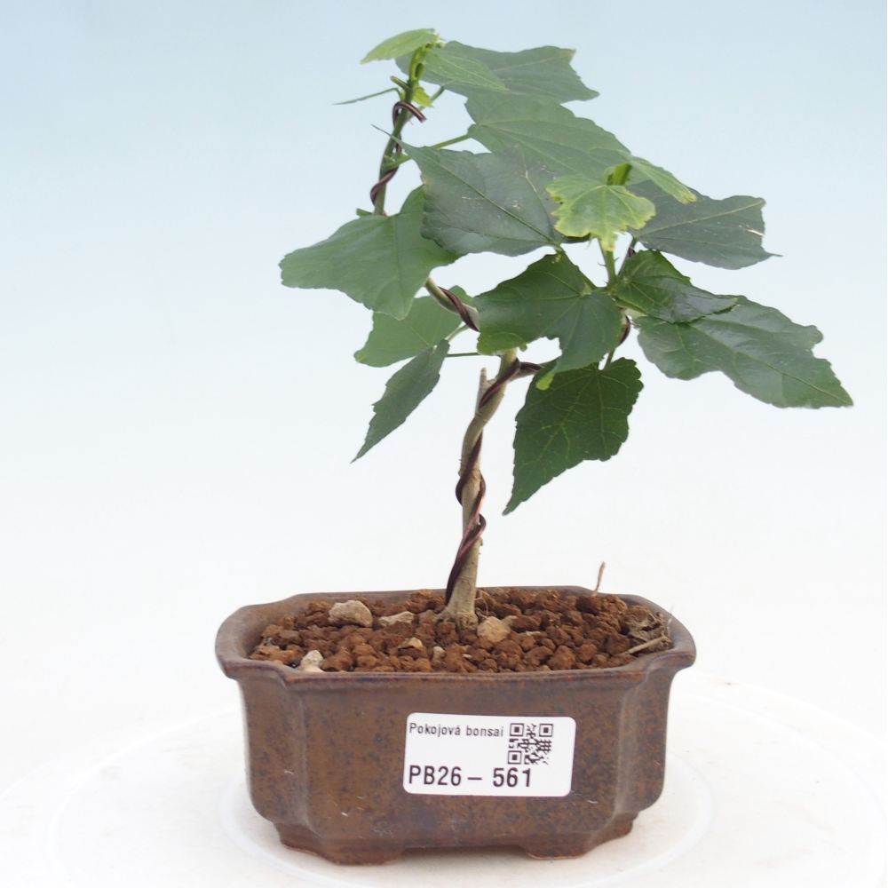 Bonsai voor binnen - Malvaviscus arboreus