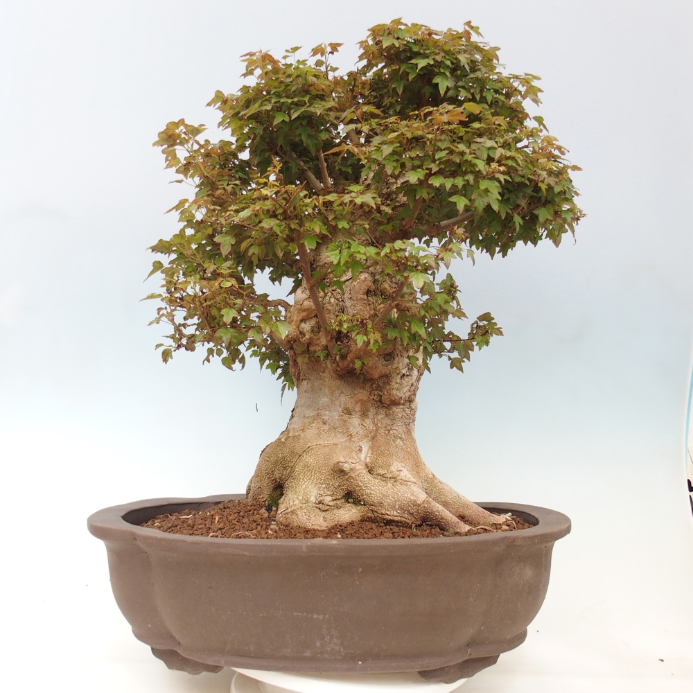 Bonsai voor buiten - Acer Buergerianum - Burgeresdoorn