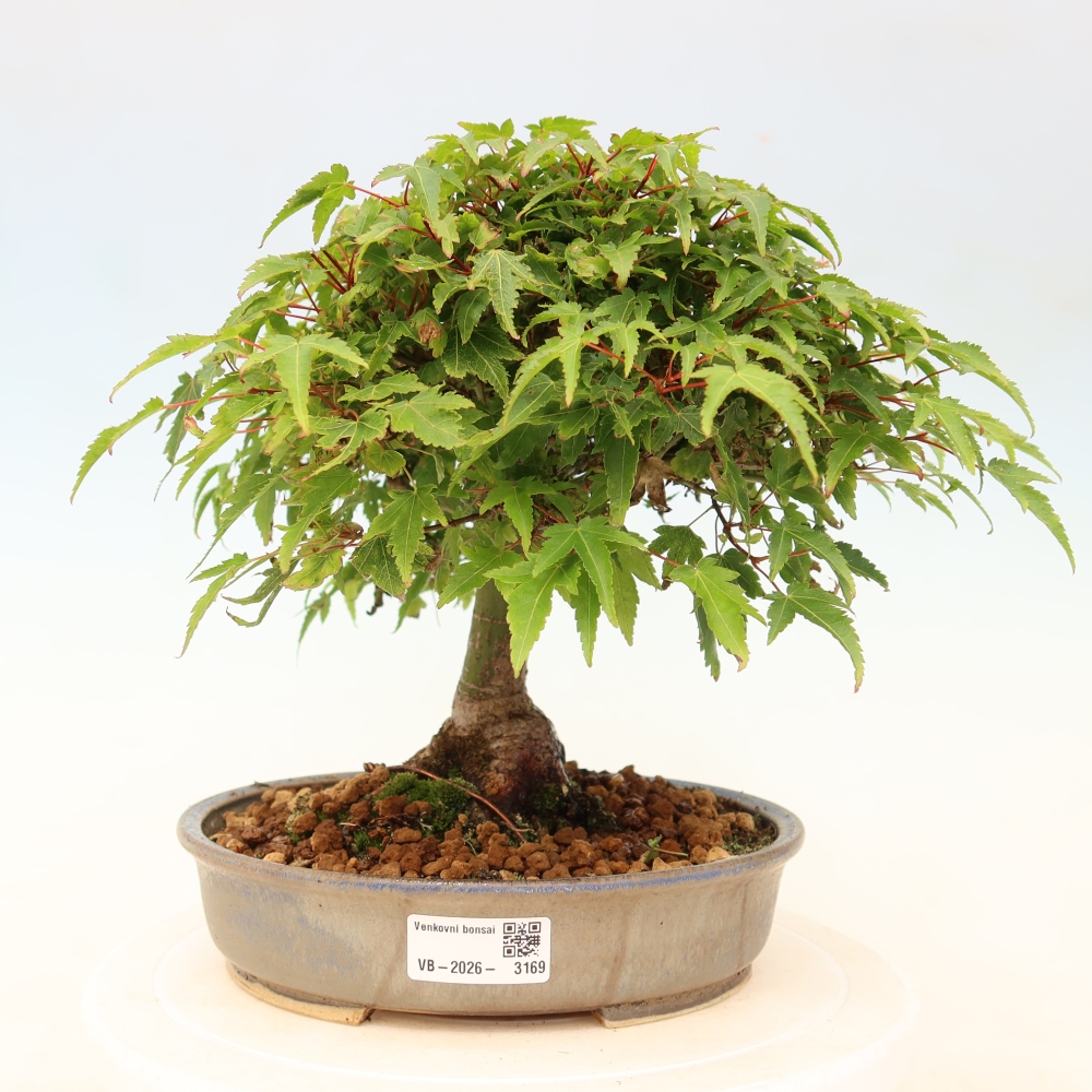 Acer palmatum KIOHIME - Palmeta-esdoorn