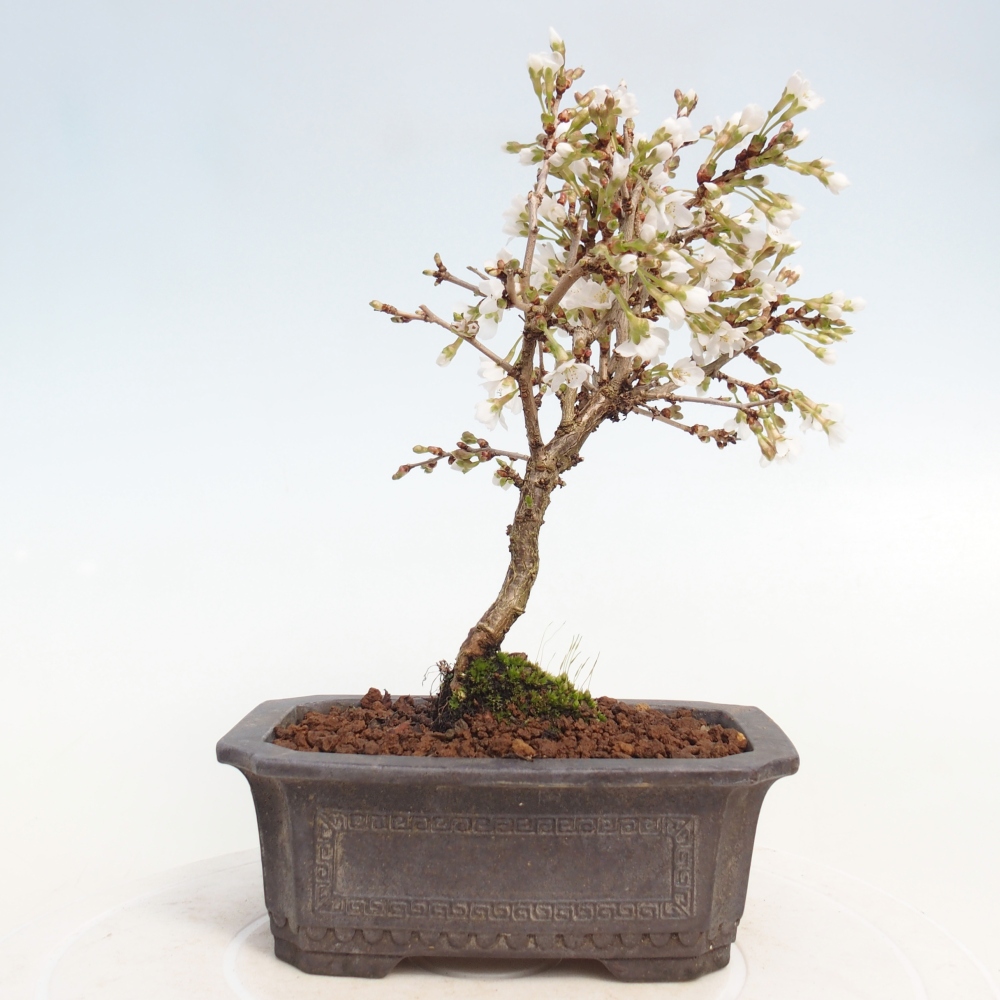 Bonsai voor buiten - Prunus incisa Kojou-no mai-Plivon uitgesneden