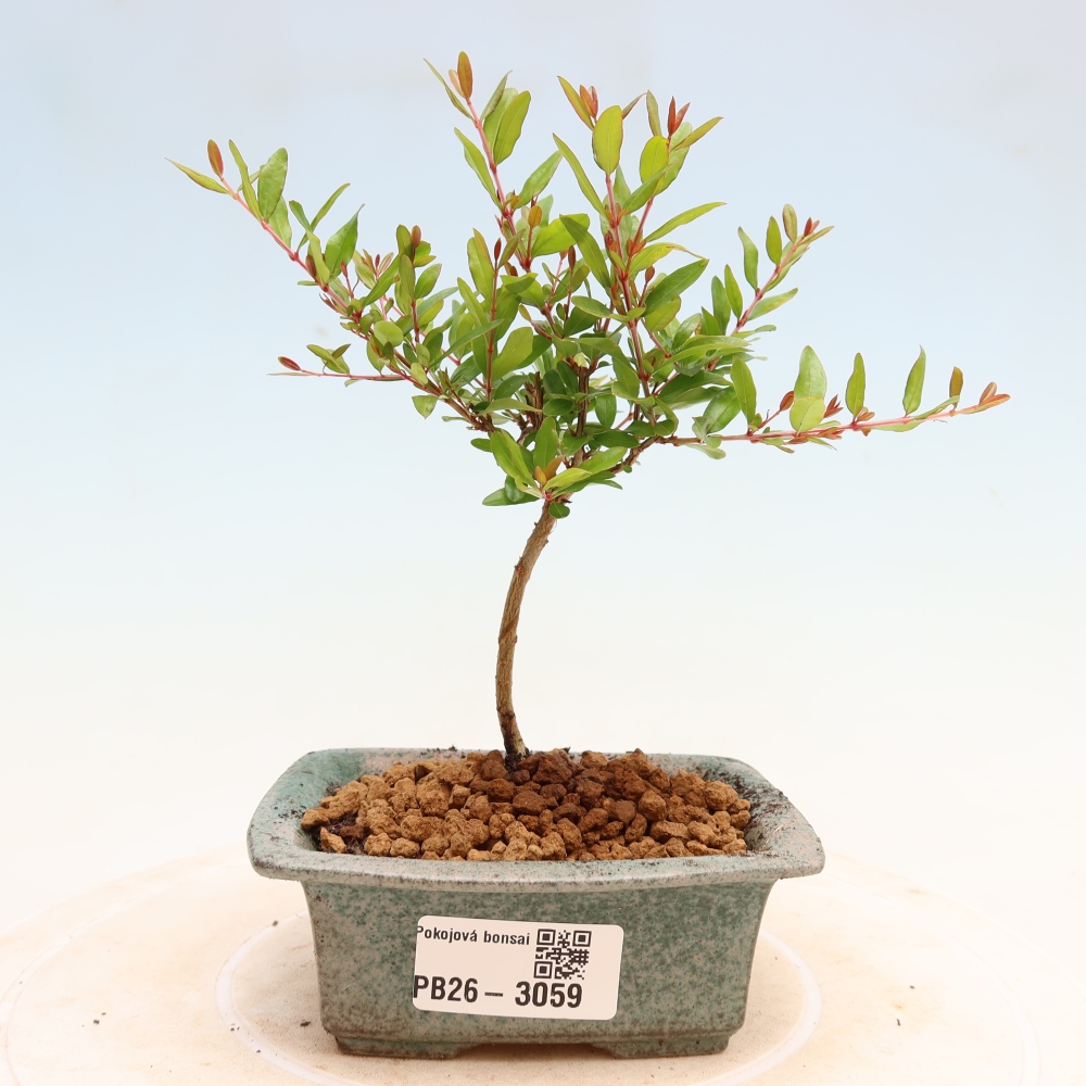 Kamerbonsai-PUNICA granatum nana-Granaatappel