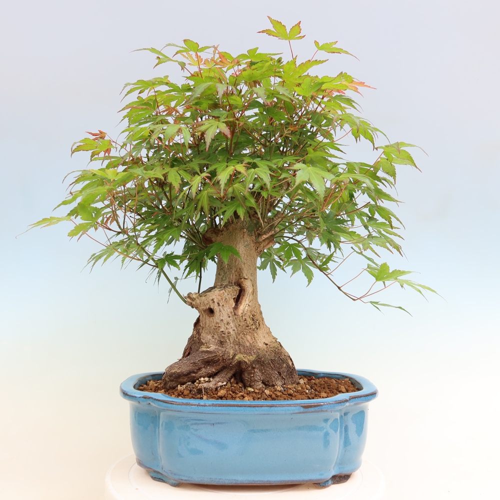 Bonsai voor buiten - Esdoorn Burger - Acer Burgerianum