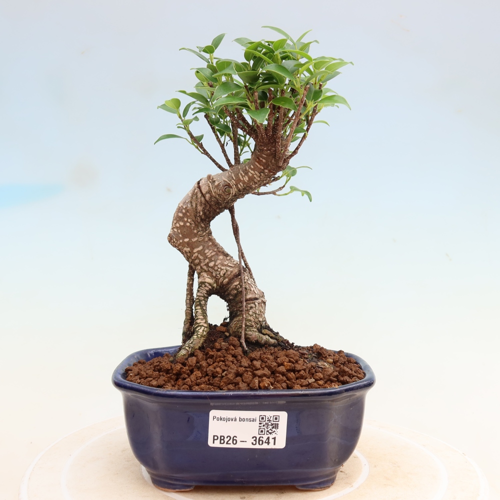 Kamerbonsai - Ficus kimmen - kleinbladige ficus