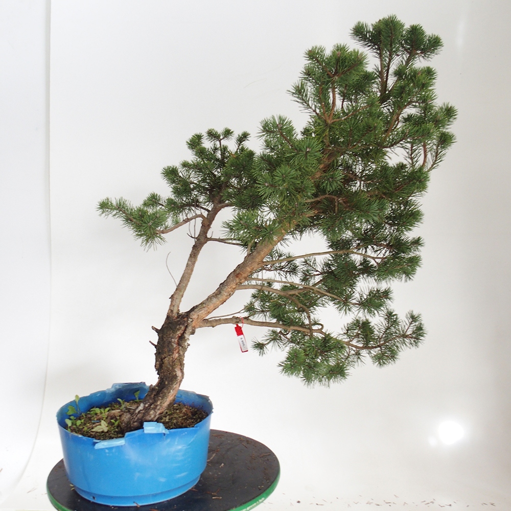 Yamadori - Pinus sylvestris Spanje