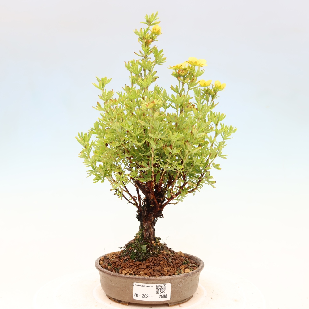 Bonsai voor buiten - Potentila fruticosa