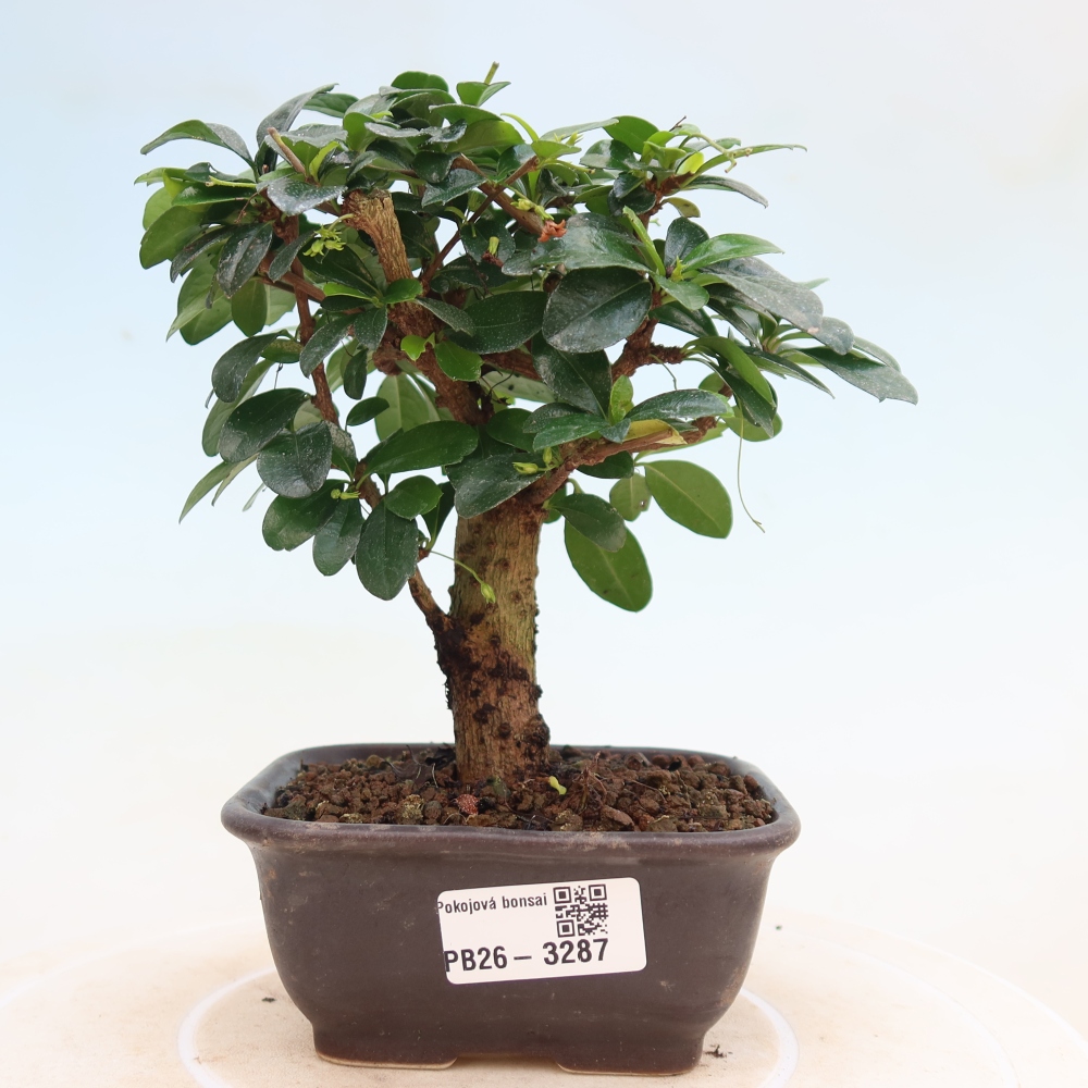 Kamerbonsai - Carmona macrophylla - Thee fuki