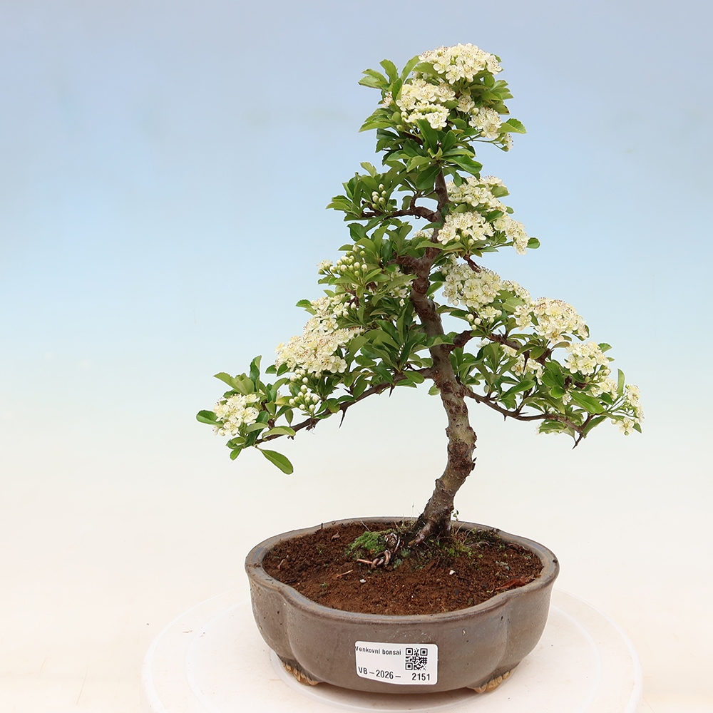 Buitenbonsai - Pyracantha teton - Vuurdoorn